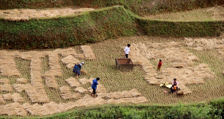 beautiful rice terraces in Vietnam drying rice